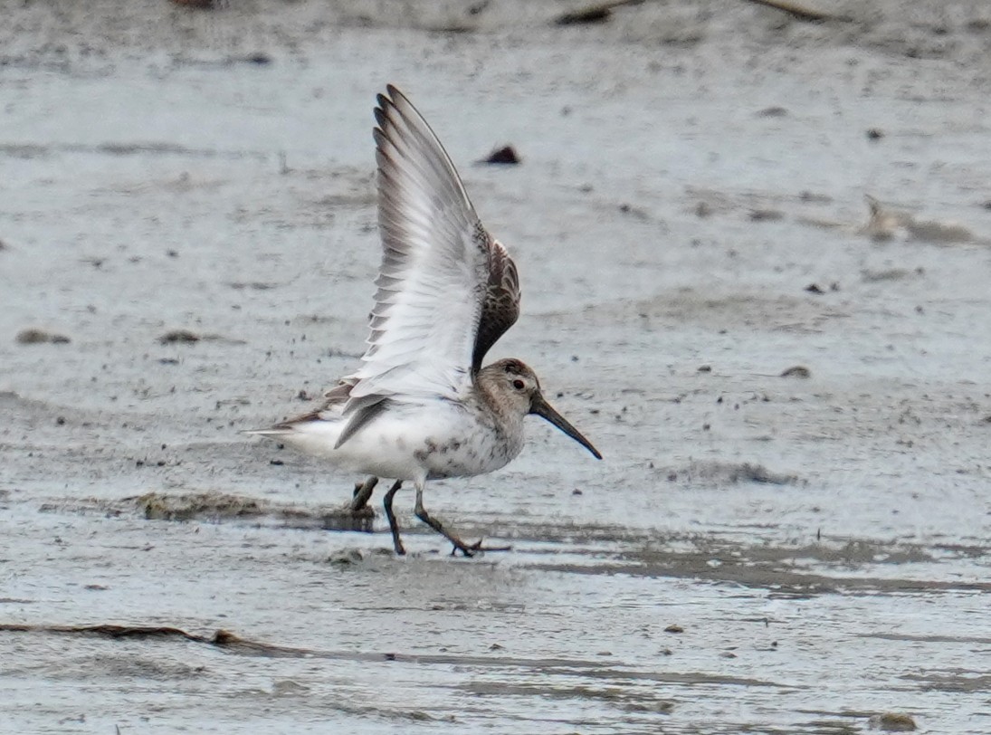 Broad-billed Sandpiper - ML485840431