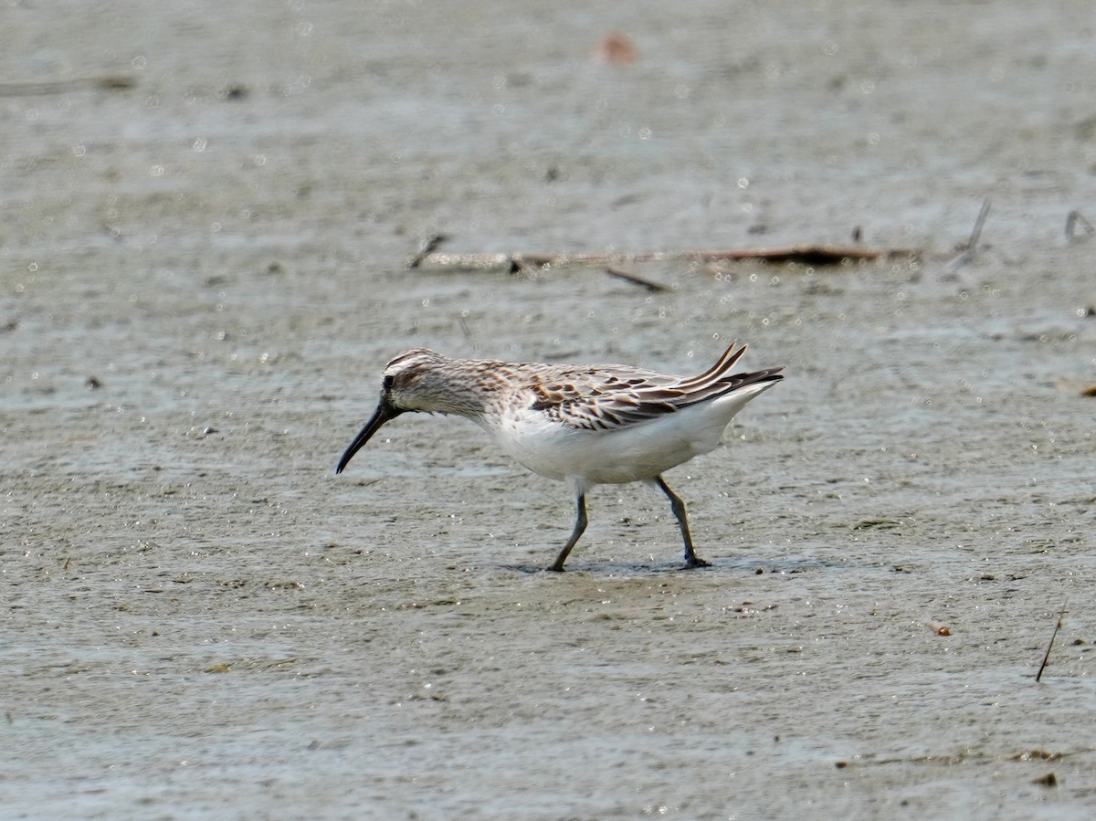 Broad-billed Sandpiper - ML485840441