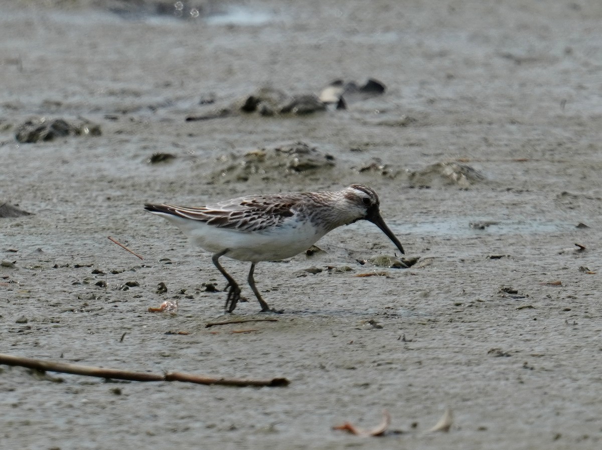 Broad-billed Sandpiper - ML485840451