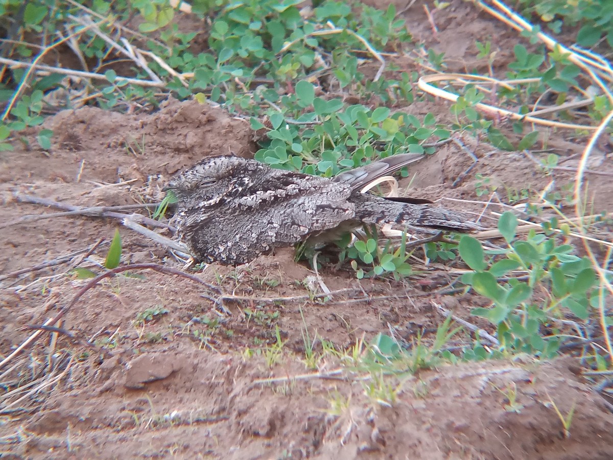 Band-winged Nightjar - ML485840671