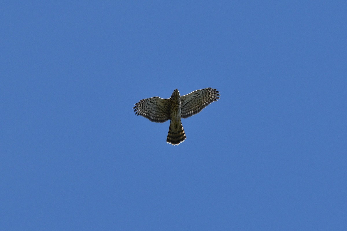 American Goshawk - Devin Johnstone