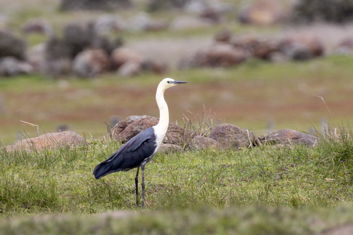 Pacific Heron - ML485843051