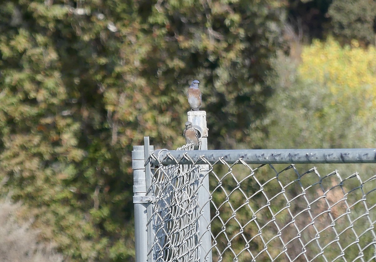 Western Bluebird - David Goodwin