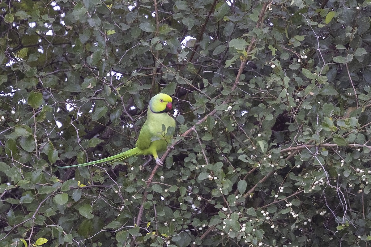 Rose-ringed Parakeet - Niall D Perrins