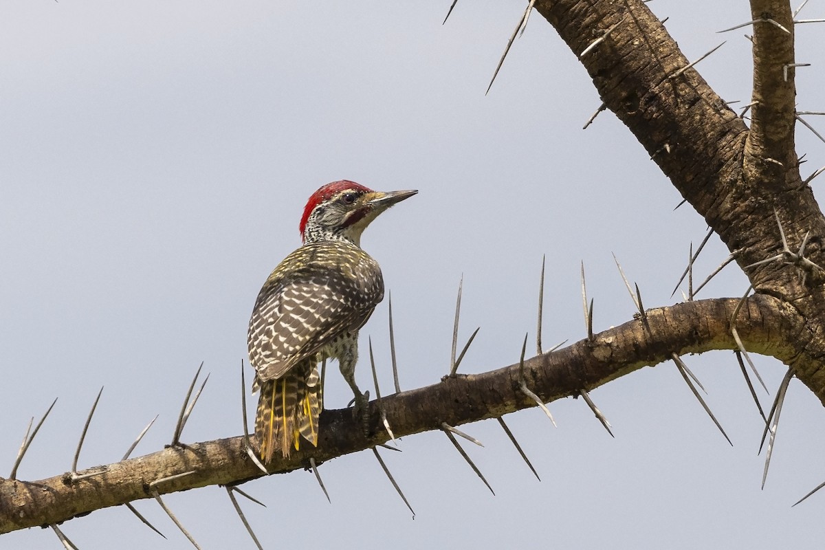 Nubian Woodpecker - Niall D Perrins