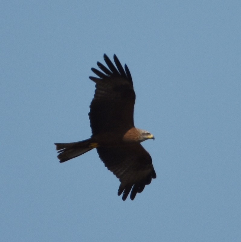 Black Kite - ML485844361