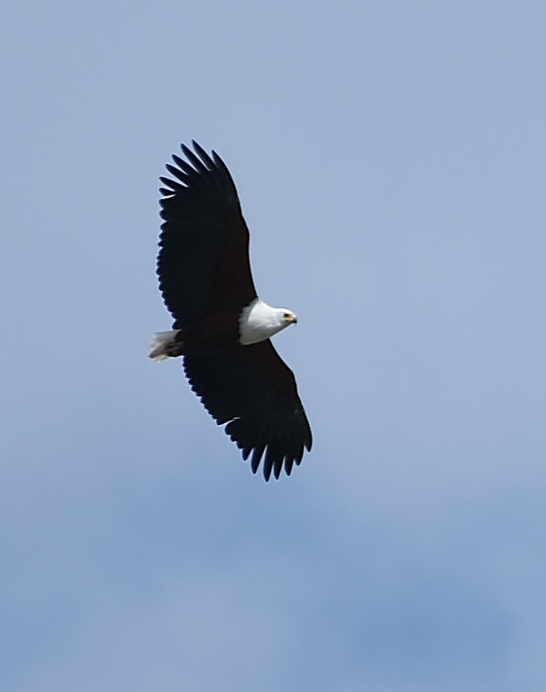 African Fish-Eagle - ML485844441