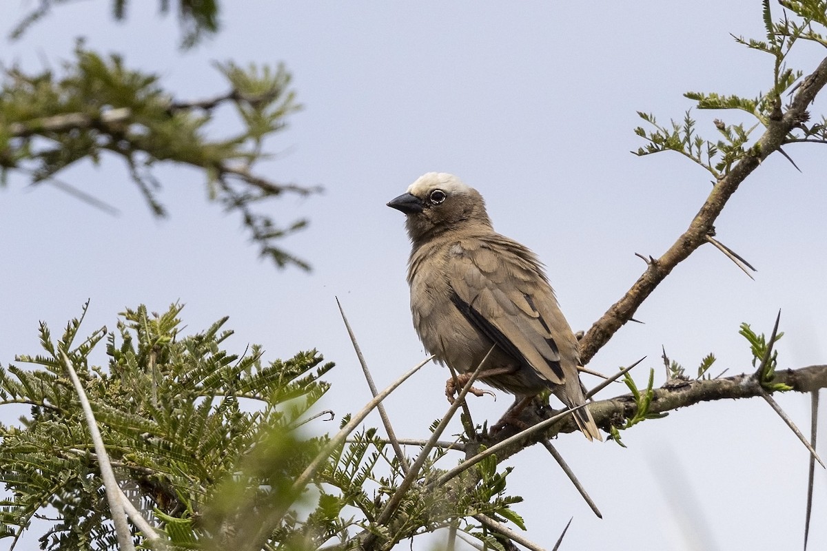 Gray-headed Social-Weaver - ML485844961