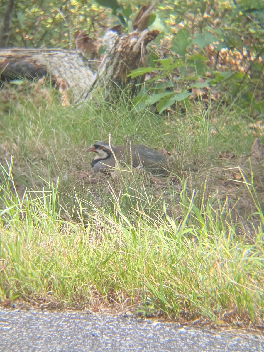 Хахилаг - ML485845041