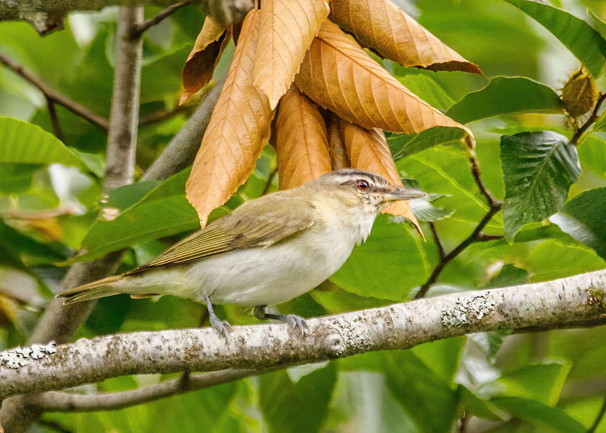 Red-eyed Vireo - ML485845401