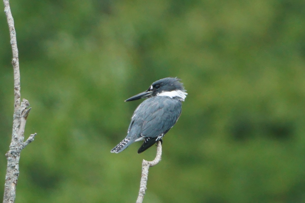 Belted Kingfisher - Laura Sisitzky