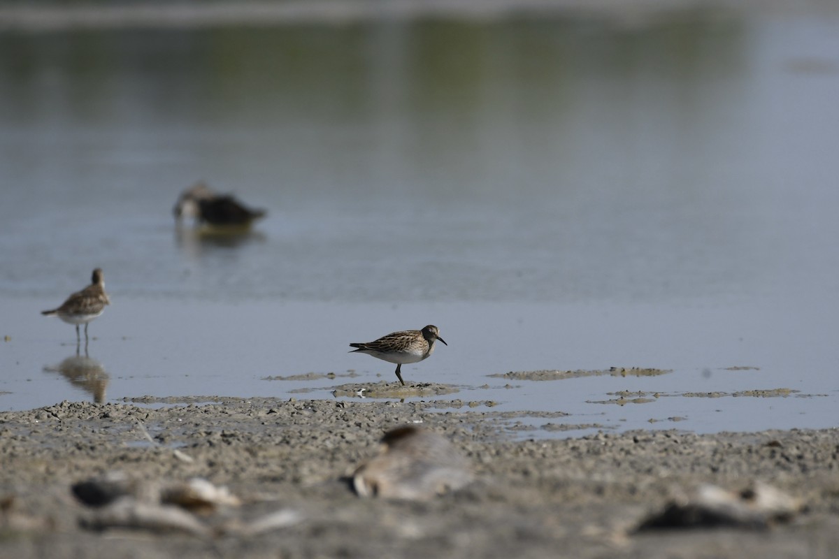 Pectoral Sandpiper - ML485847741