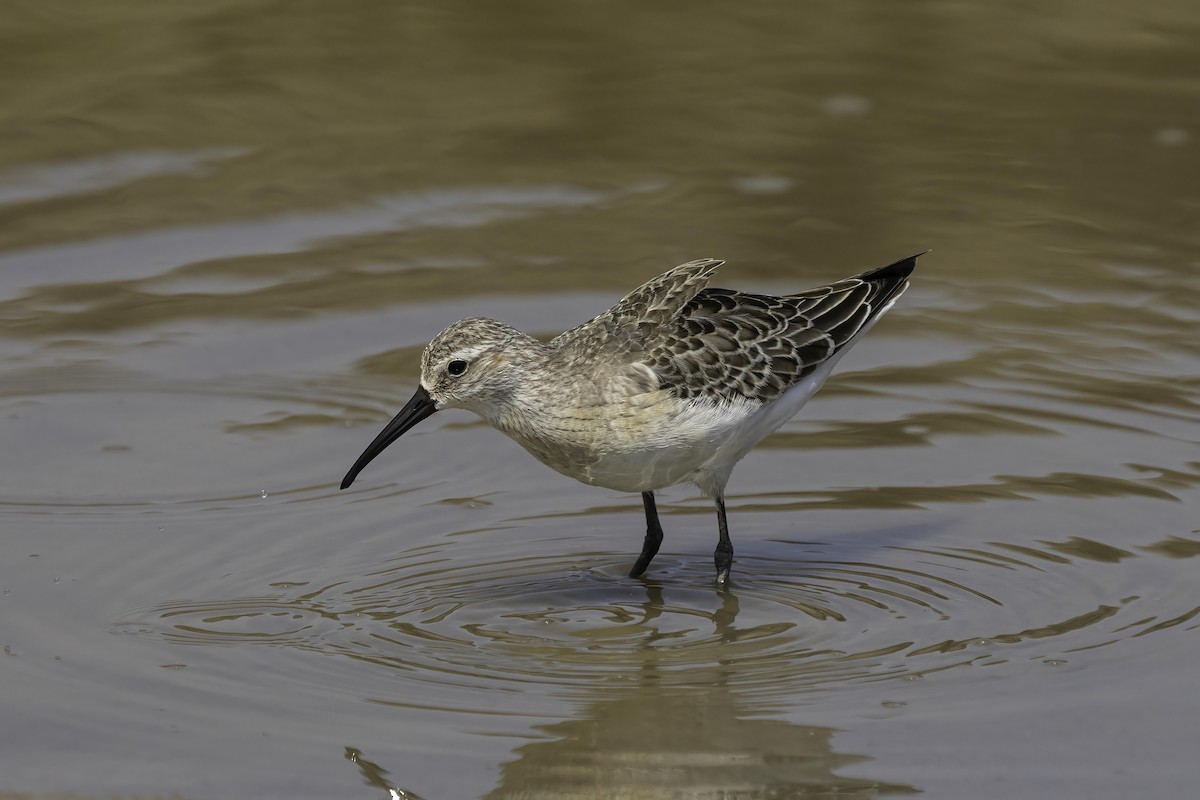 Curlew Sandpiper - ML485848911