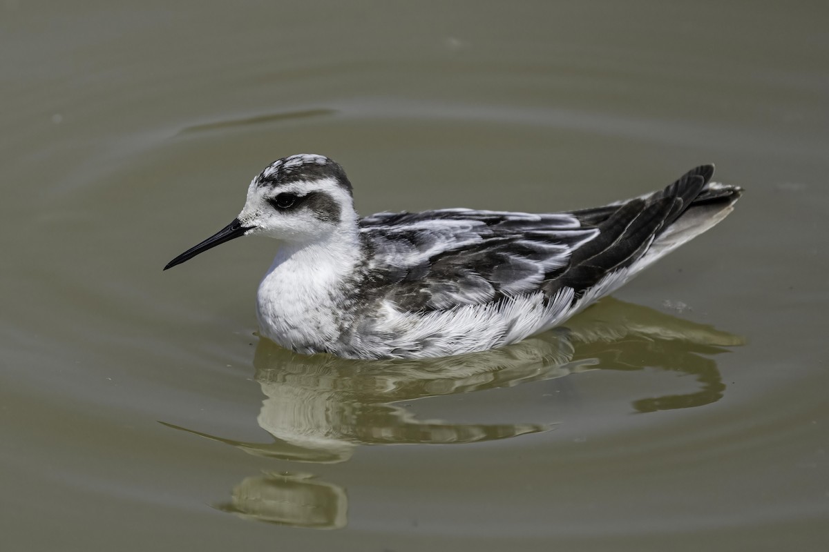 Red-necked Phalarope - Karl Hu