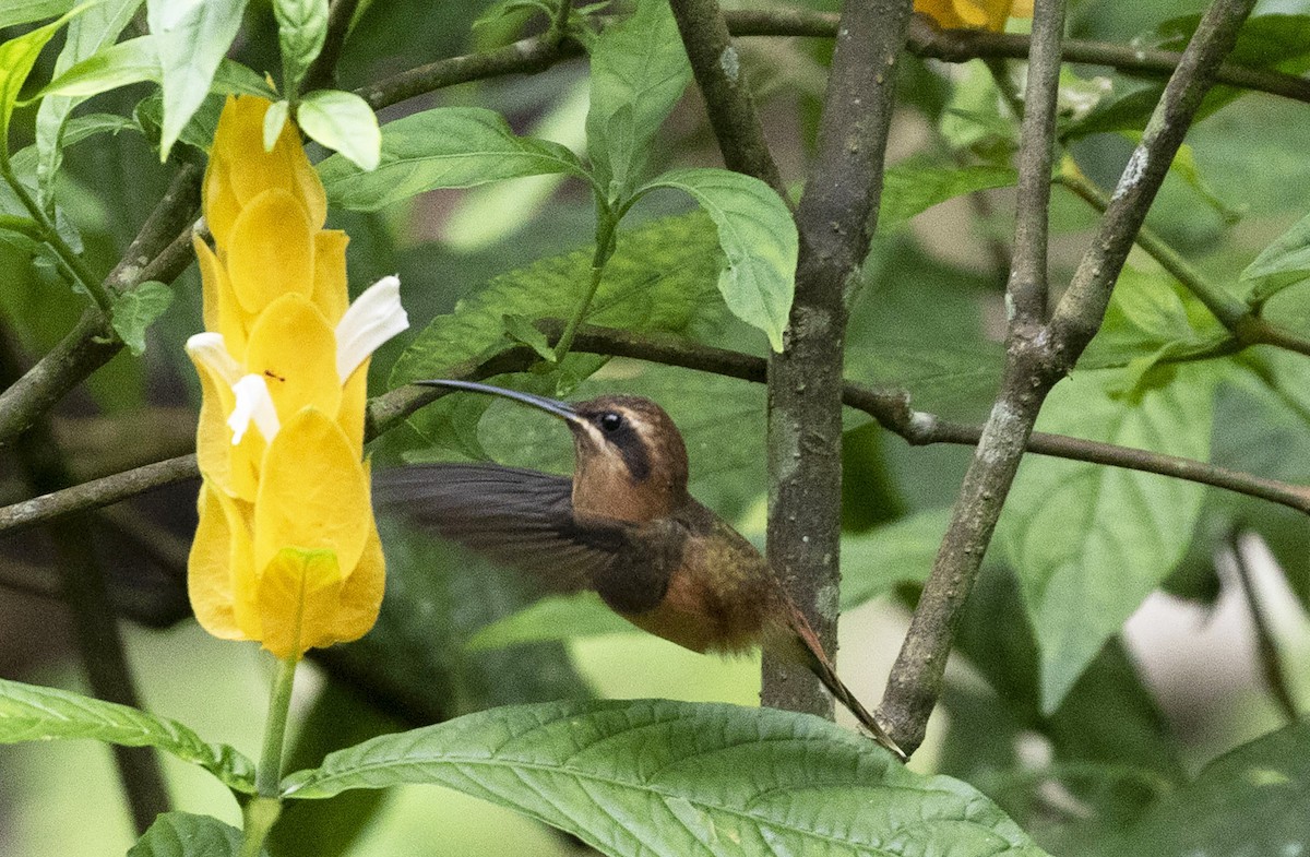 kolibřík proužkohrdlý - ML485849621