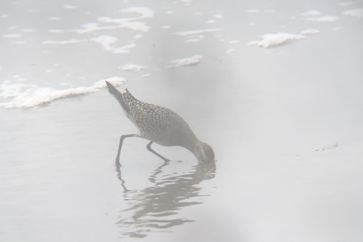 American Golden-Plover - ML485850001