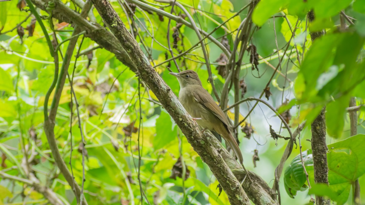 Bulbul Verdoso - ML485850911