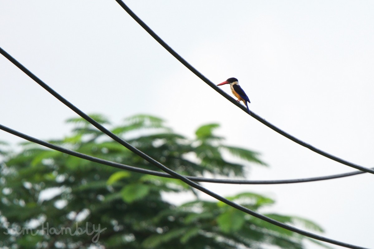 Black-capped Kingfisher - ML485851191