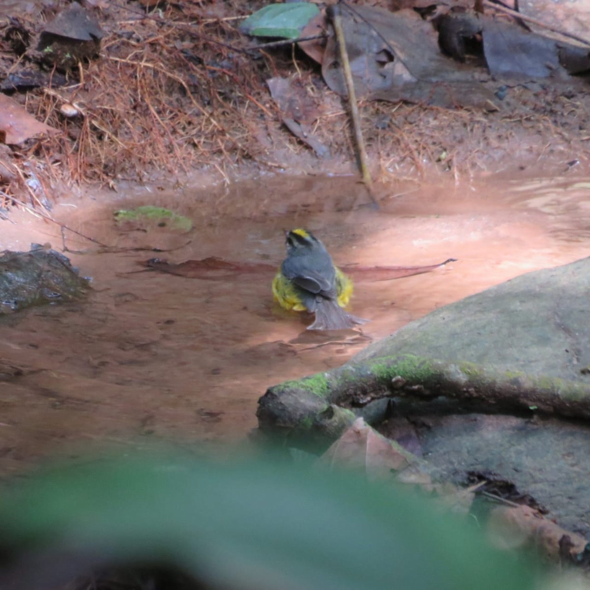 Golden-crowned Warbler - Vicente Amado Gavidia Medina