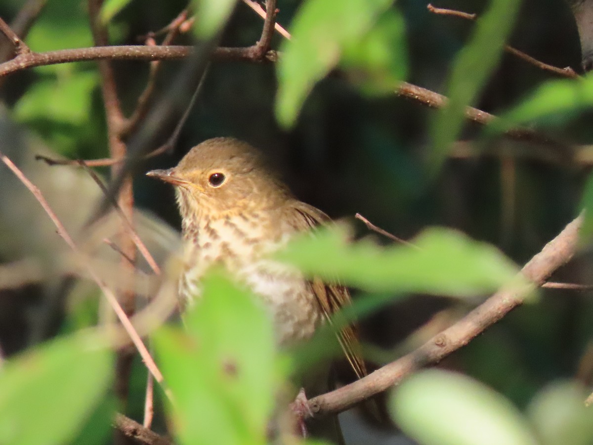 Swainson's Thrush - ML485852161