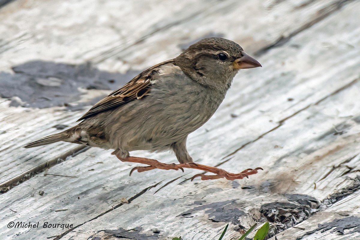 Moineau domestique - ML485852771
