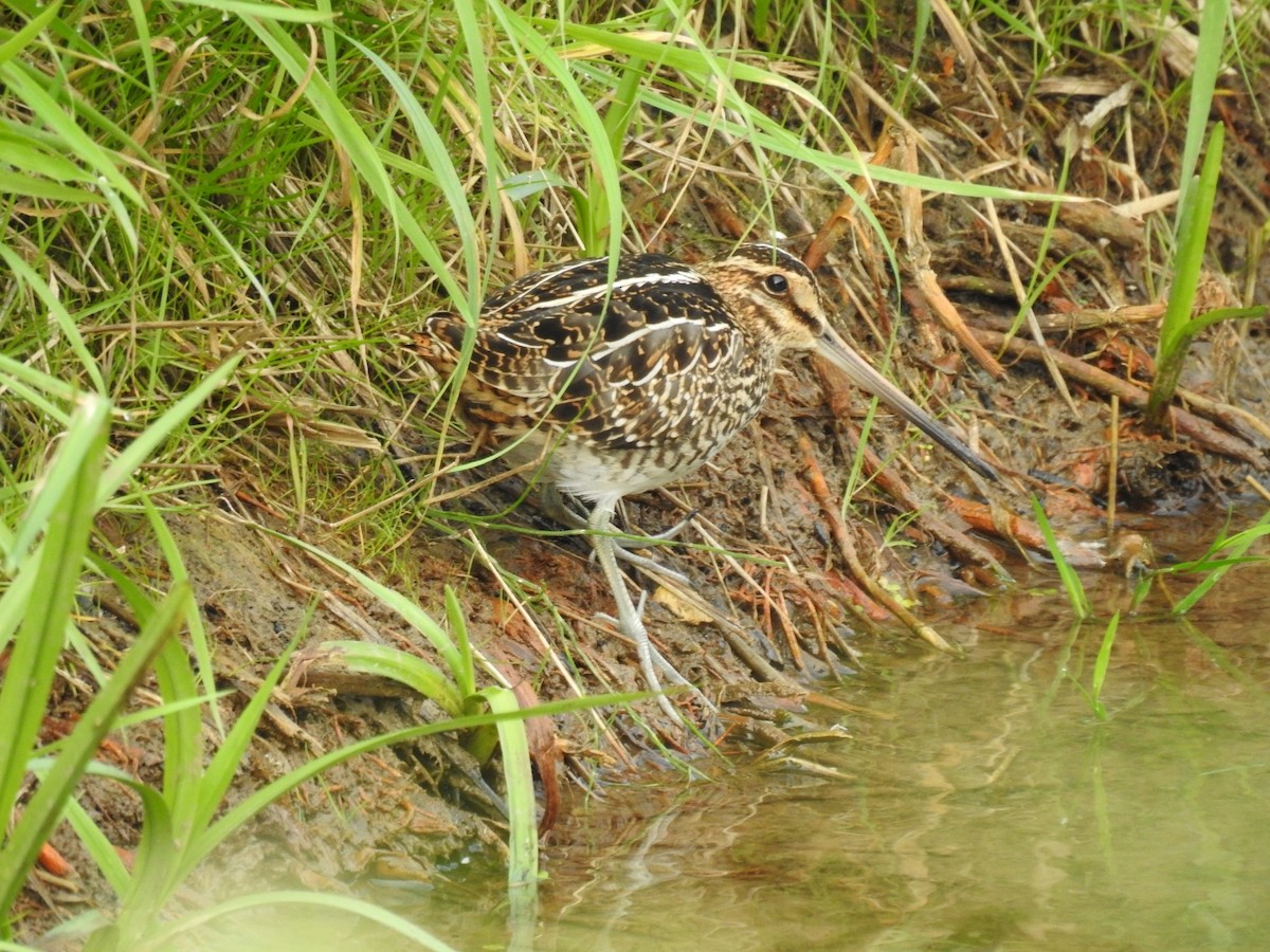 Common Snipe - ML485853031