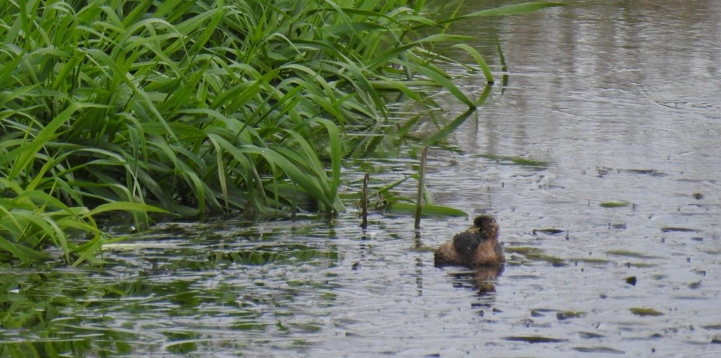 Little Grebe - ML485853481