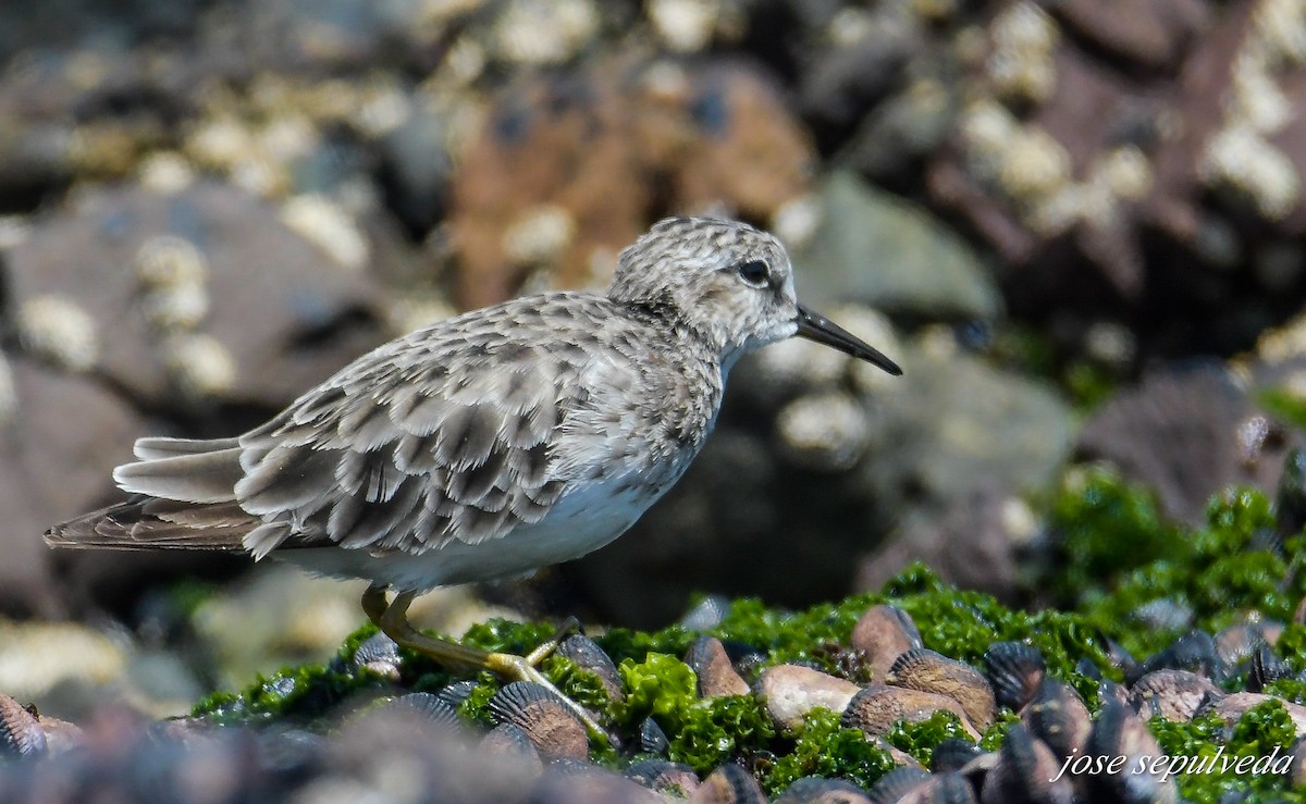 Wiesenstrandläufer - ML485853831