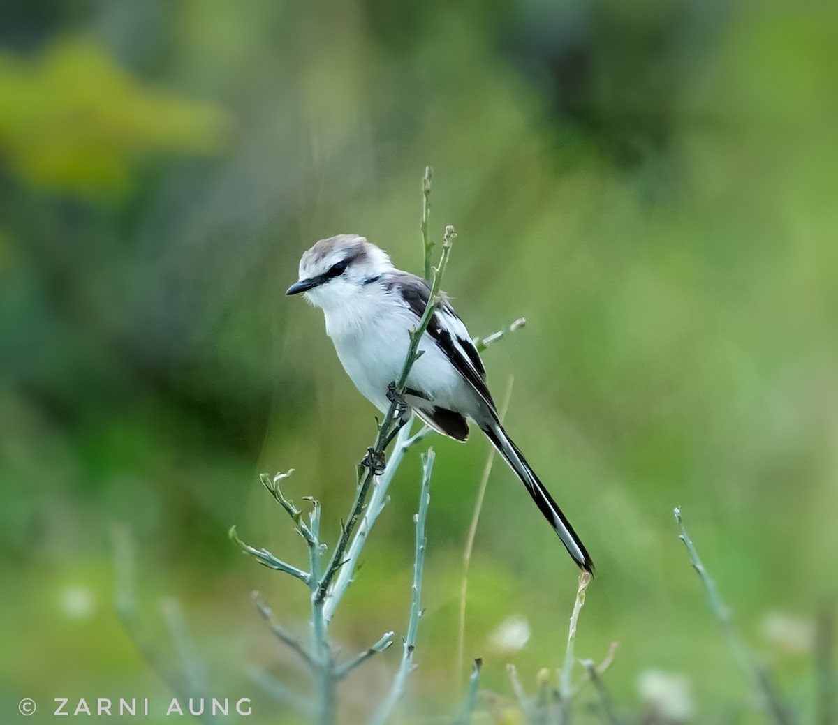 Jerdon's Minivet - Zarni Aung