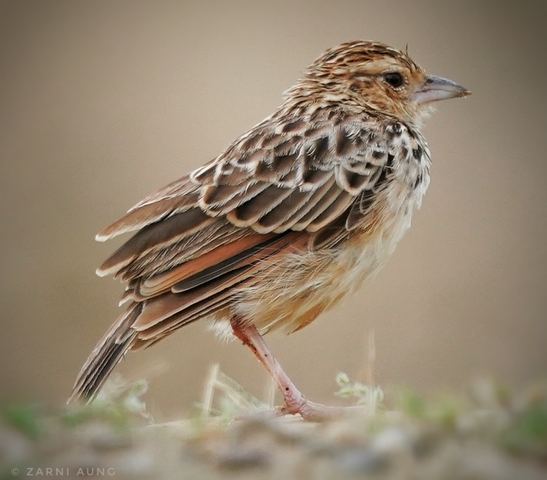 Burmese Bushlark - ML485854171