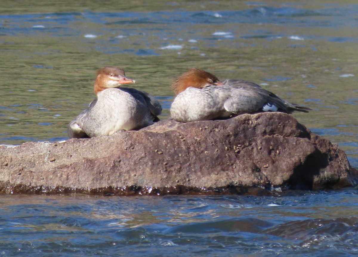 Common Merganser - Byron Greco