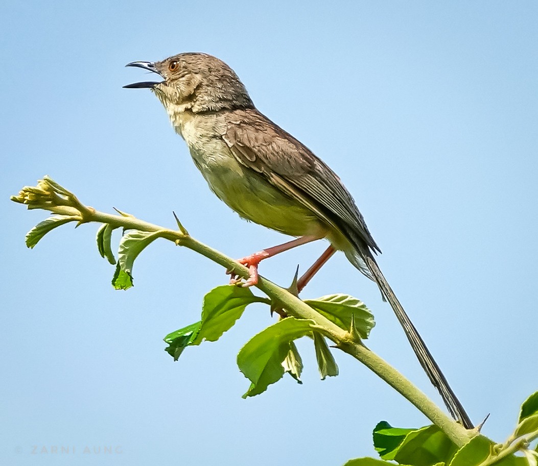 Burmese Prinia - ML485854401