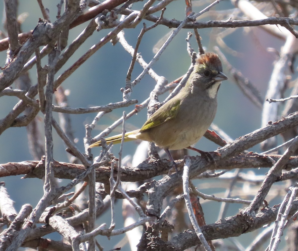 Green-tailed Towhee - Byron Greco