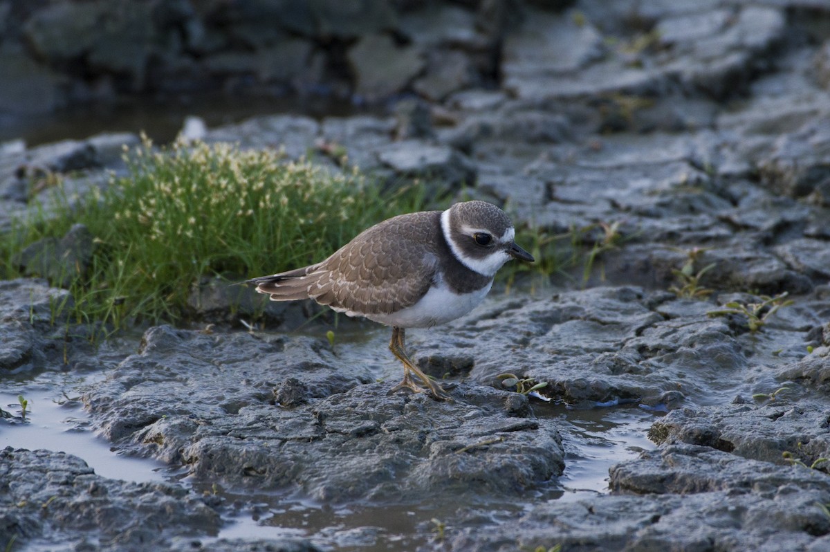 Semipalmated Plover - ML485855301