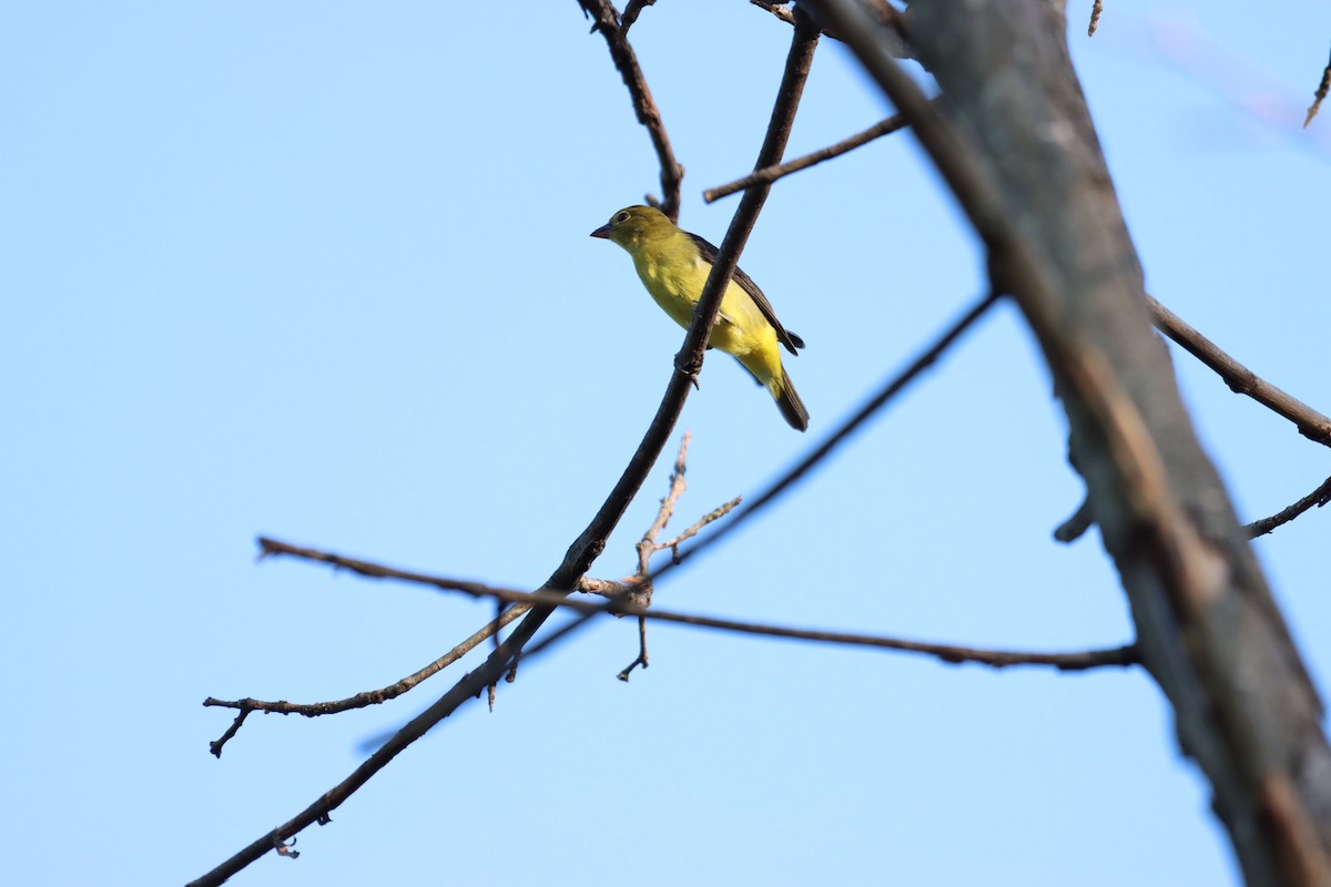 Scarlet Tanager - William Going