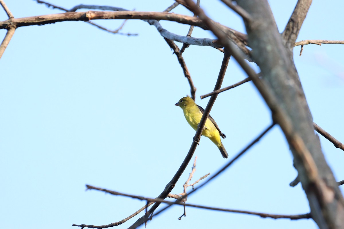 Scarlet Tanager - ML485855921