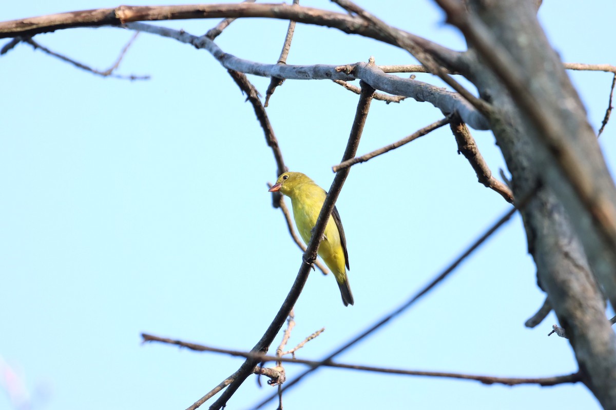 Scarlet Tanager - ML485855931