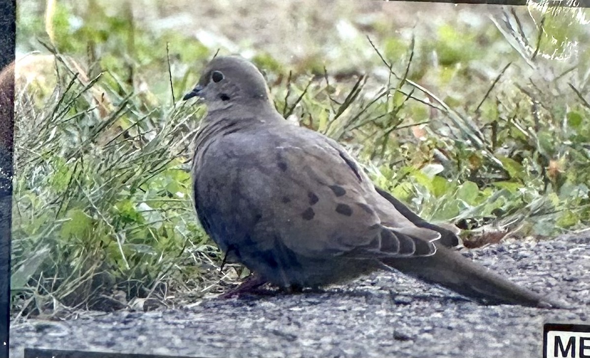 Mourning Dove - Mike Murphy