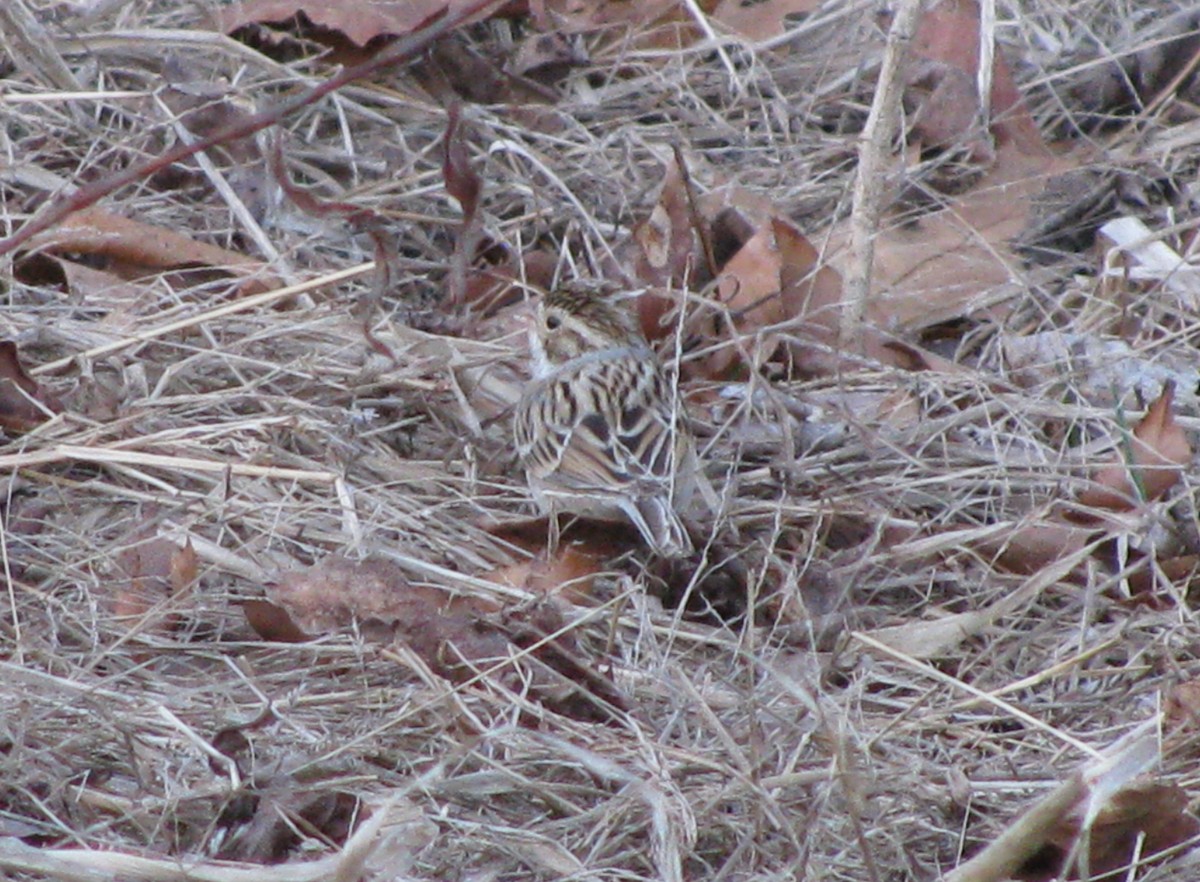 Clay-colored Sparrow - ML48585801