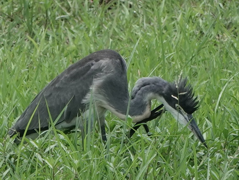 Black-headed Heron - Mike Blancher