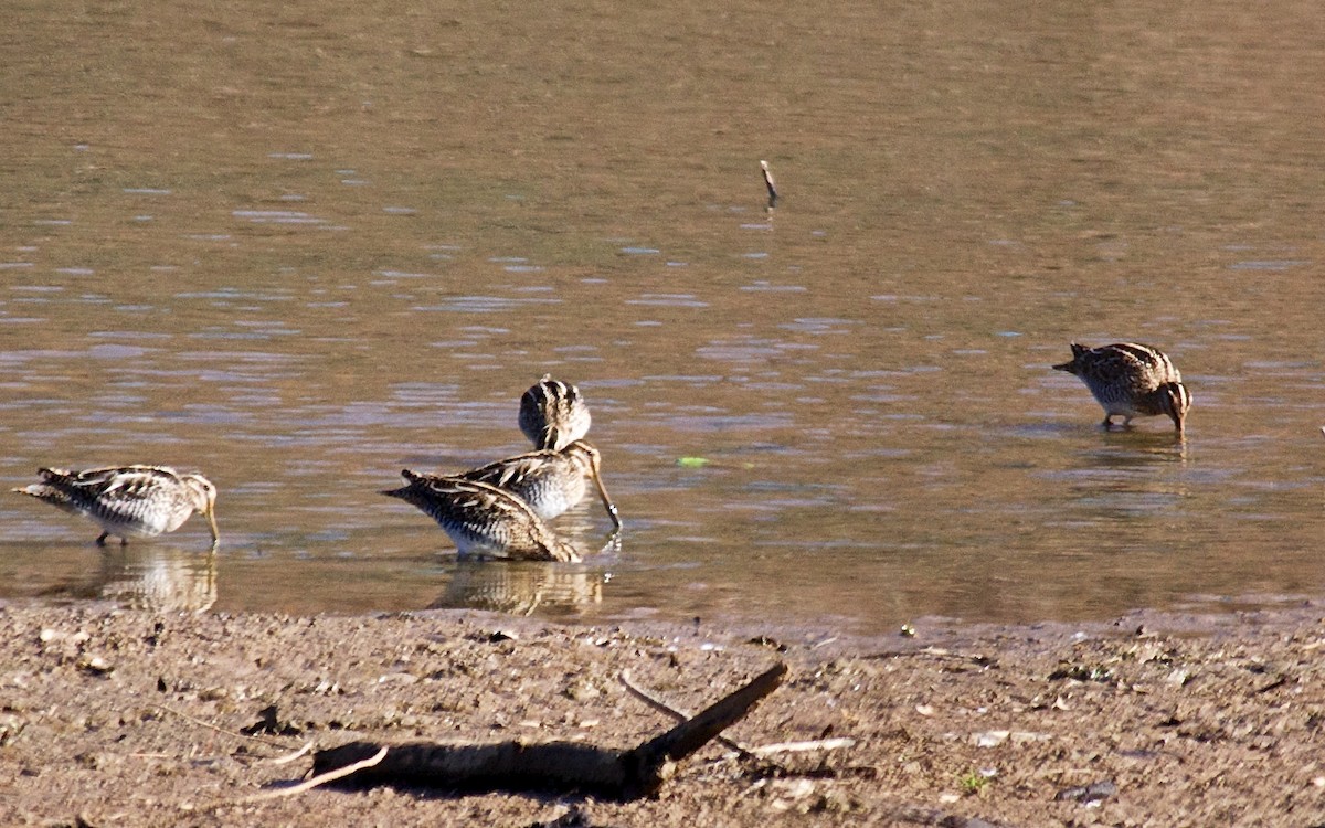 Wilson's Snipe - ML48585881