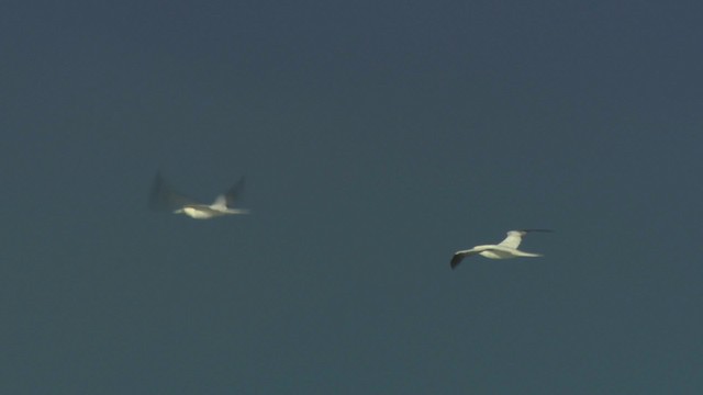 Red-footed Booby (Indopacific) - ML485859