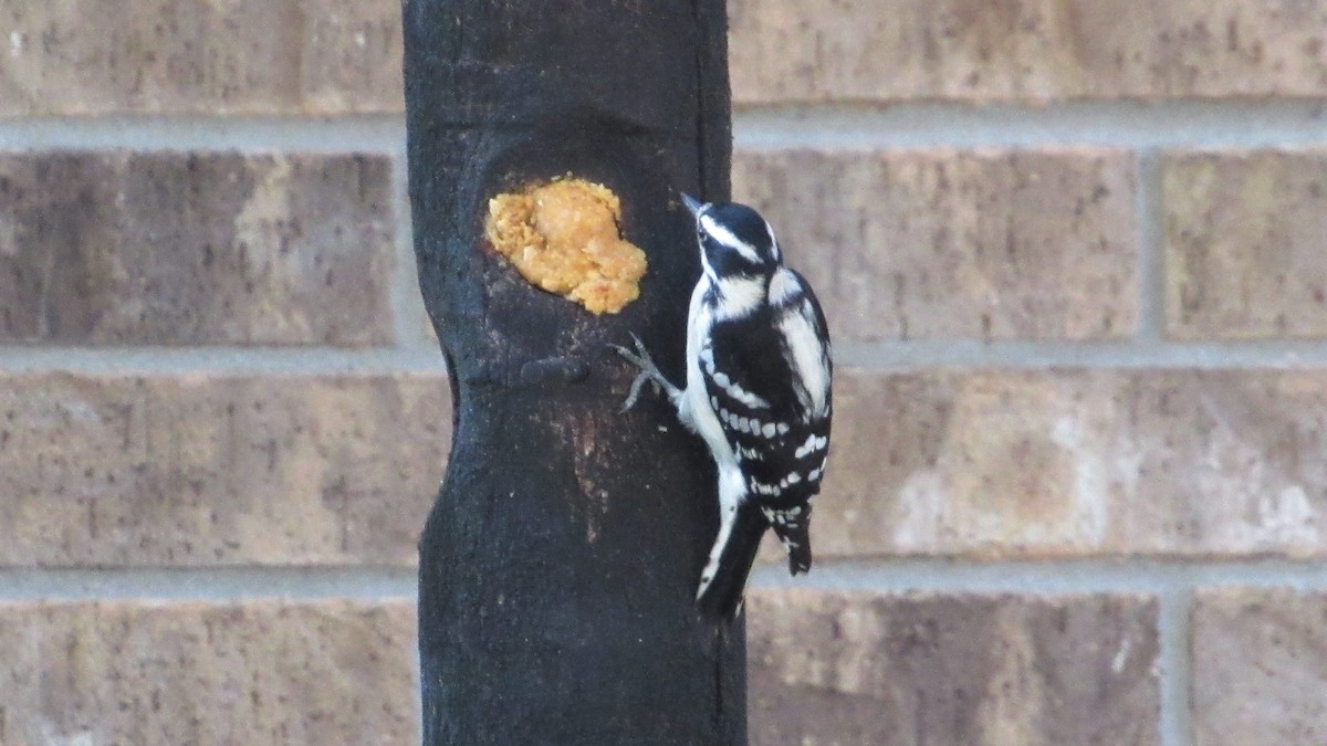 Downy Woodpecker - Judy Behrens