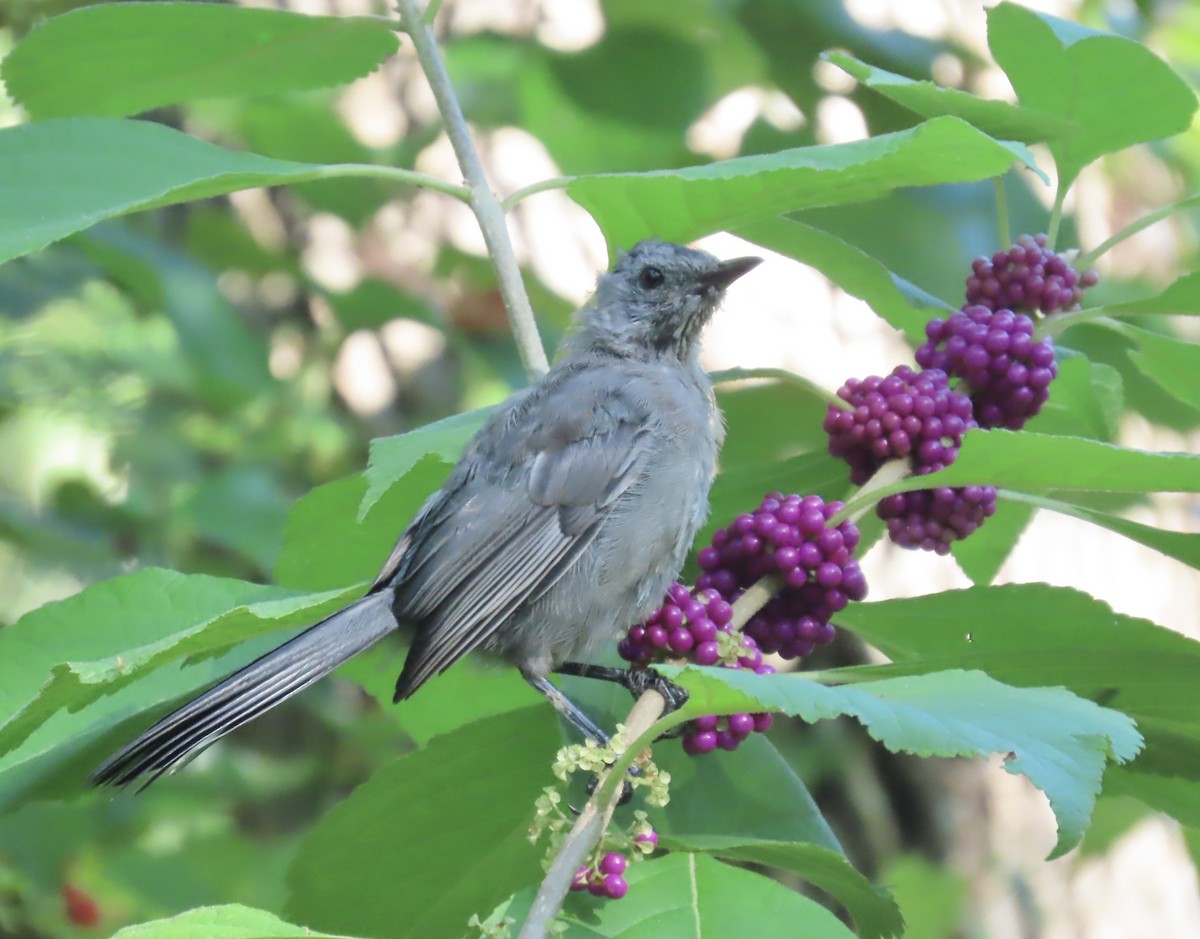 Gray Catbird - ML485861501