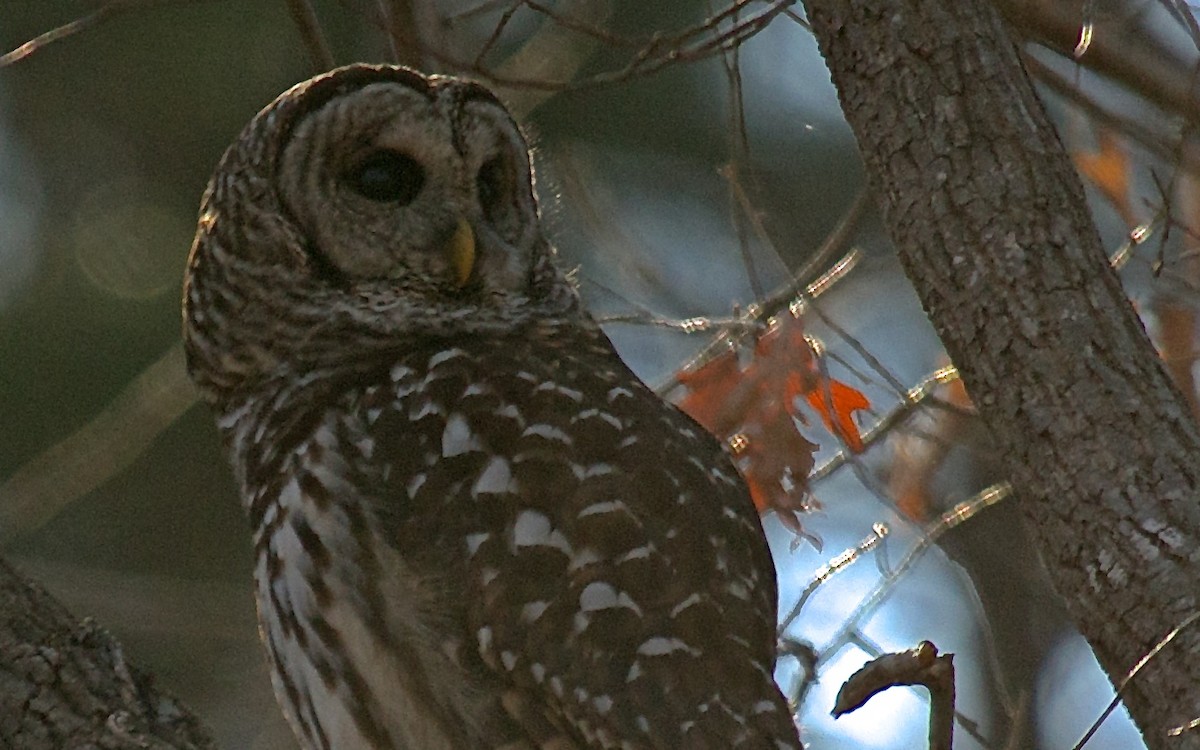 Barred Owl - ML48586171