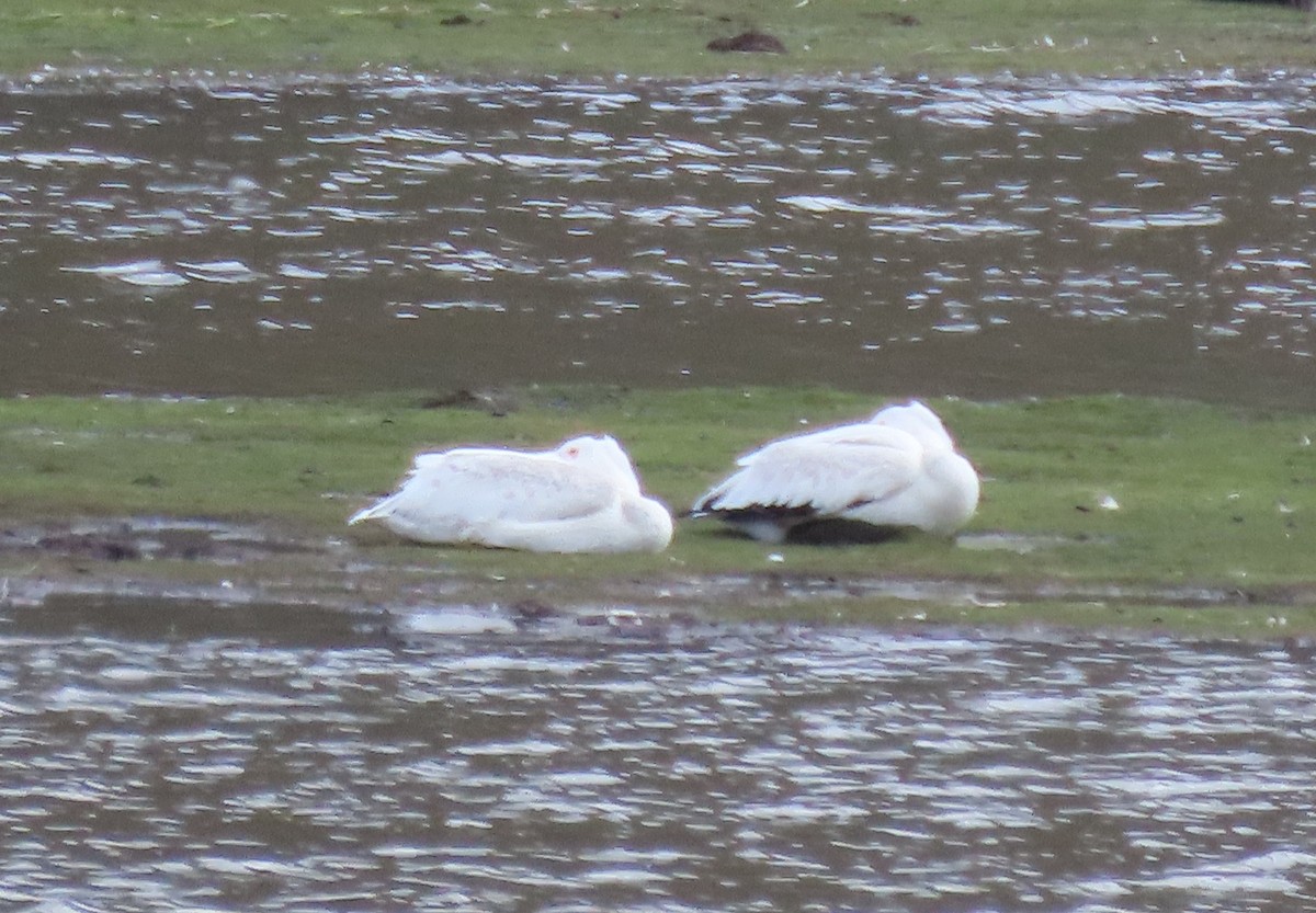 American White Pelican - ML485862581