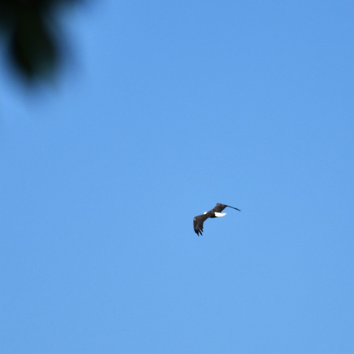 Bald Eagle - ML485863131