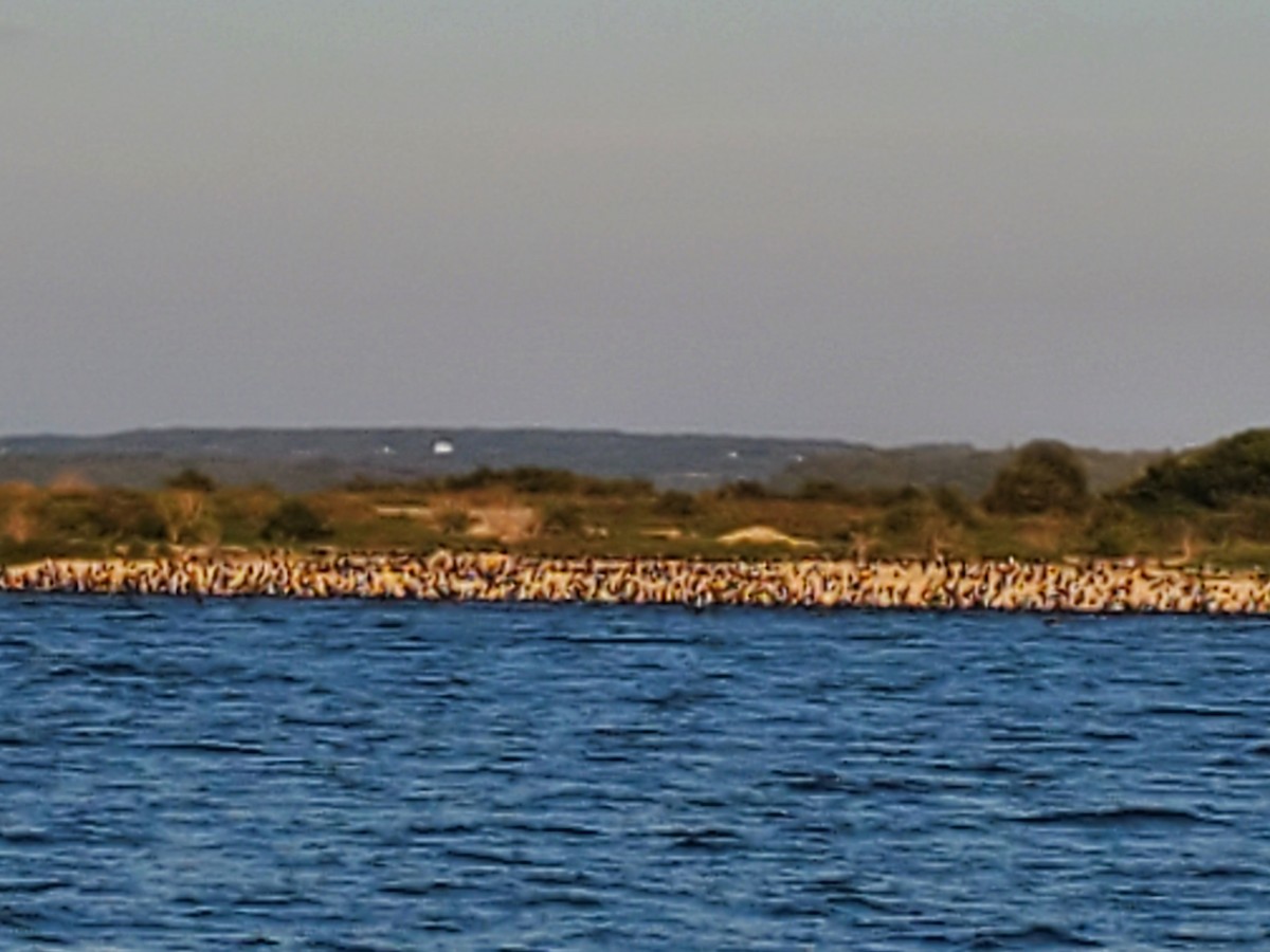 Double-crested Cormorant - ML485863491