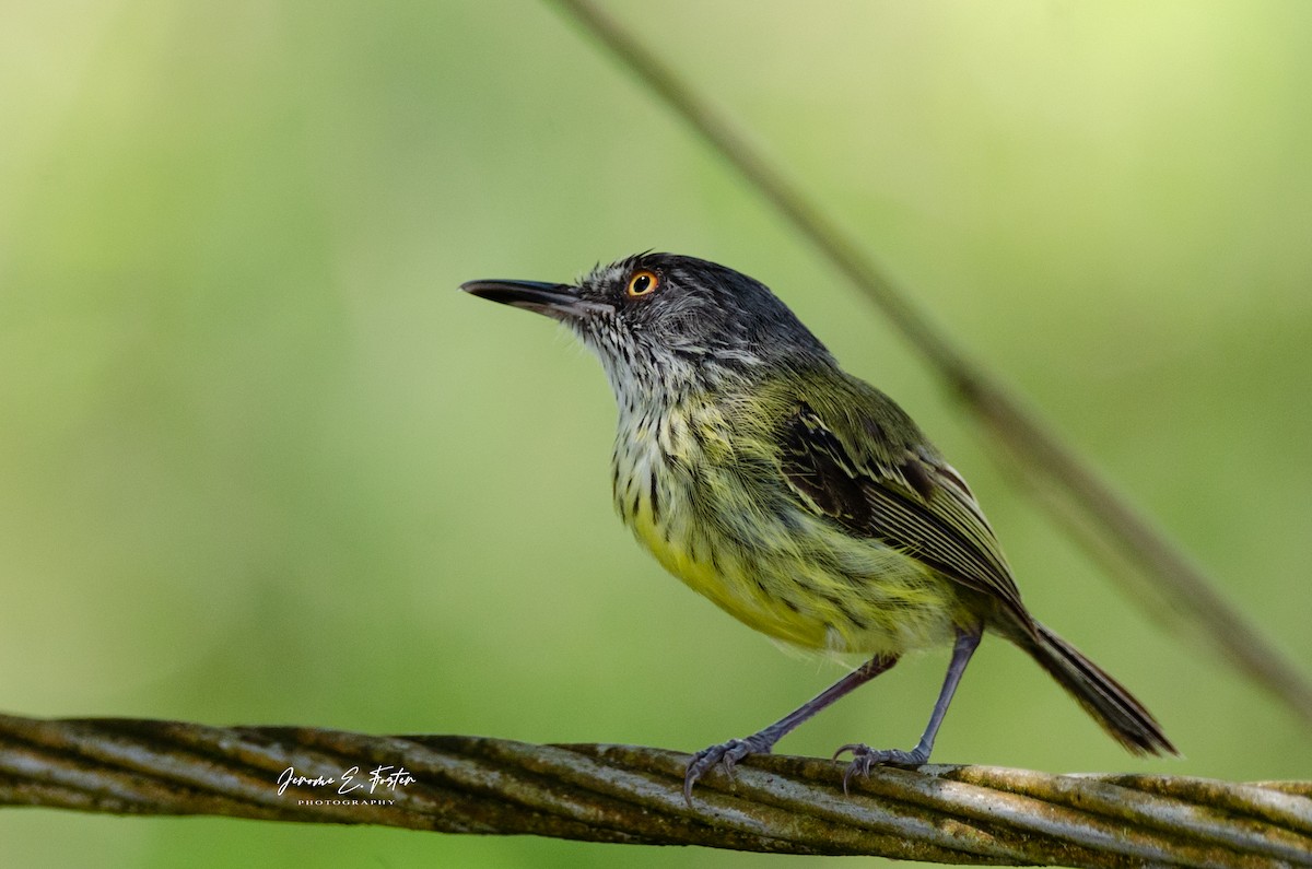 Spotted Tody-Flycatcher - Jerome Foster