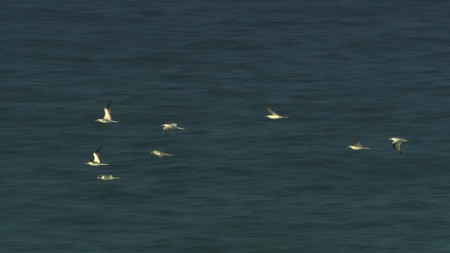 Red-footed Booby (Indopacific) - ML485864